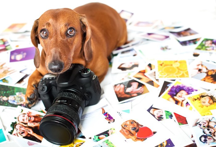 大量の写真の上に乗る犬