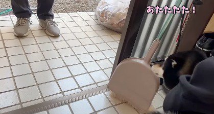 犬を地面に下ろす飼い主