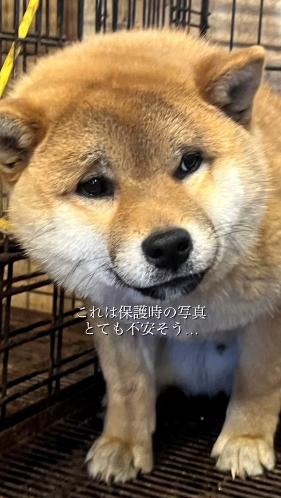 不安そうな犬