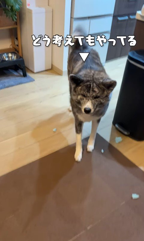 ソファ破壊事件後の大型犬たちの反応6
