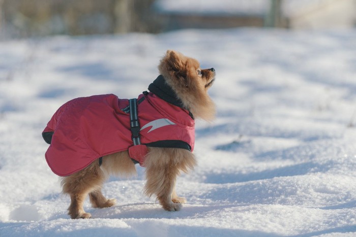 防寒服を着て雪の上に立つポメラニアン