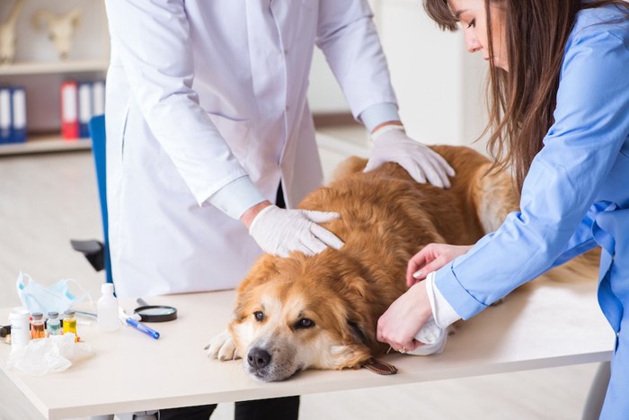 病院で獣医師の治療を受ける犬