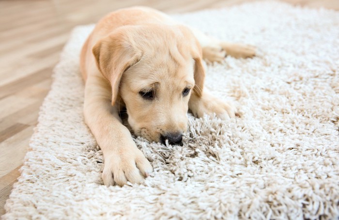 カーペットの上で伏せる子犬