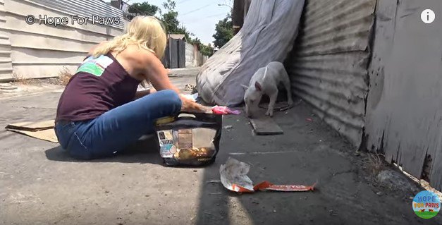 すき間から出てきた犬