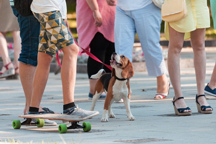 人混みの中の犬