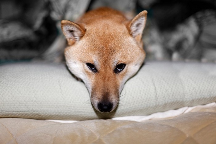 機嫌の悪い柴犬