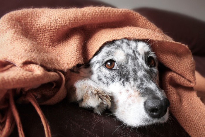 ブランケットをかぶって伏せている犬