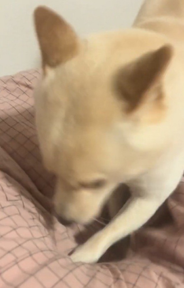 前足で布団を引っ掻く犬