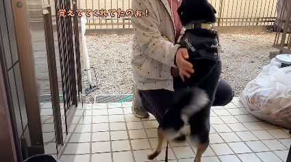 客人の顔に自分の顔を近づける犬