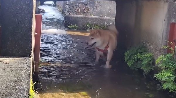 橋の下をくぐるわらびちゃん