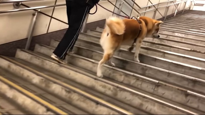 階段を上る秋田犬とお父さん