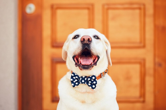 部屋のドアの前で待つ犬