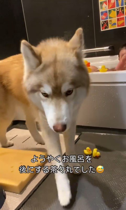 お風呂で遊ぶ赤ちゃんと茶々丸くん⑩