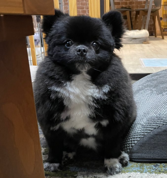 子グマ