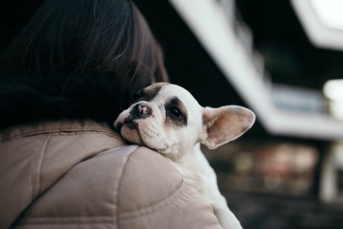 飼い主に抱っこされている子犬