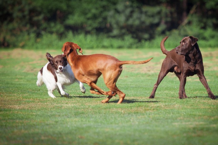 芝生のパークで遊ぶ3頭の犬