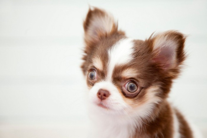 チョコタンのチワワの子犬のアップ