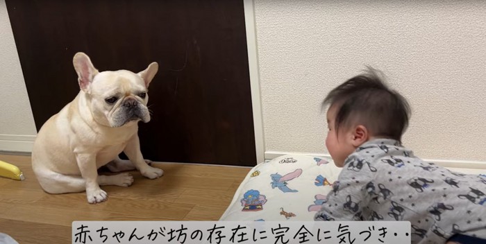 赤ちゃんと向き合うフレンチブルドッグ