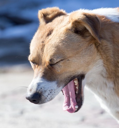 目を閉じて口を大きく開けた犬の顔のアップ