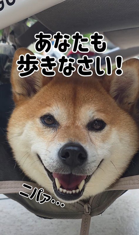 むぎちゃんと女の子2人のお散歩⑩