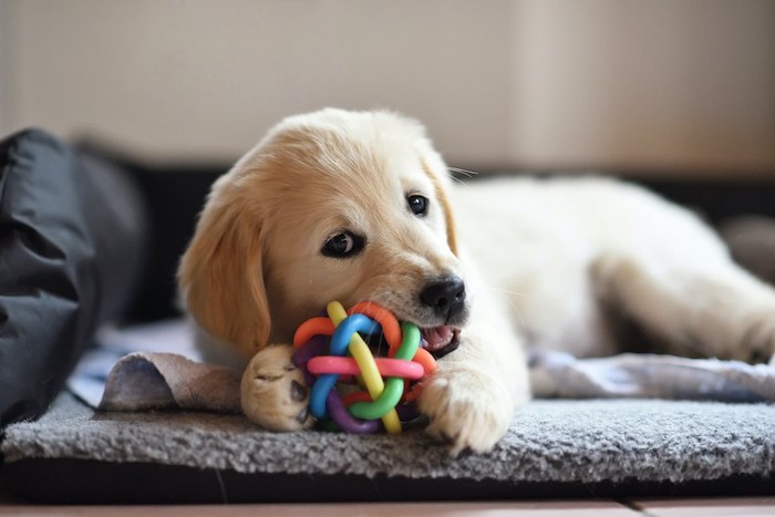 ベッドの上でオモチャで遊ぶ子犬