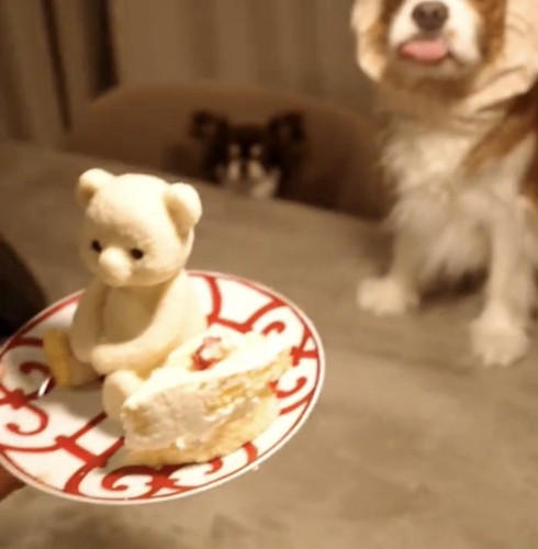 ケーキを見て舌を出す犬