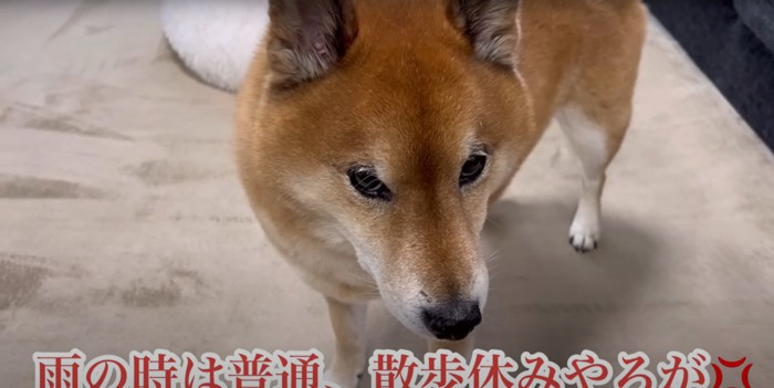 カメラをにらみつける柴犬