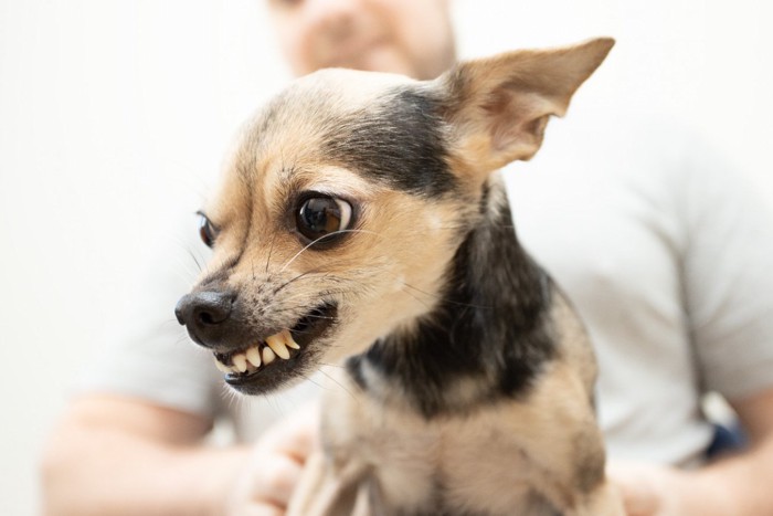 牙を見せて唸る犬