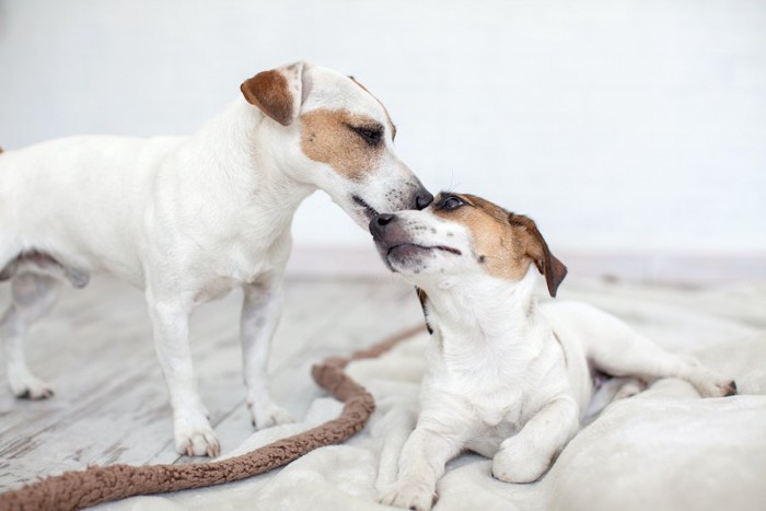 顔を近づけ合っている二匹の犬