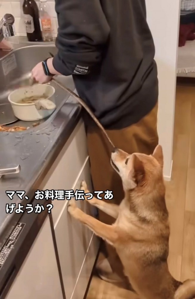 キッチンに立つ人とゴボウを咥える犬