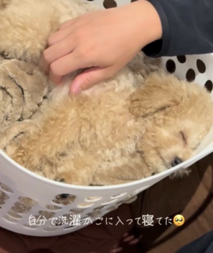 犬の寝顔