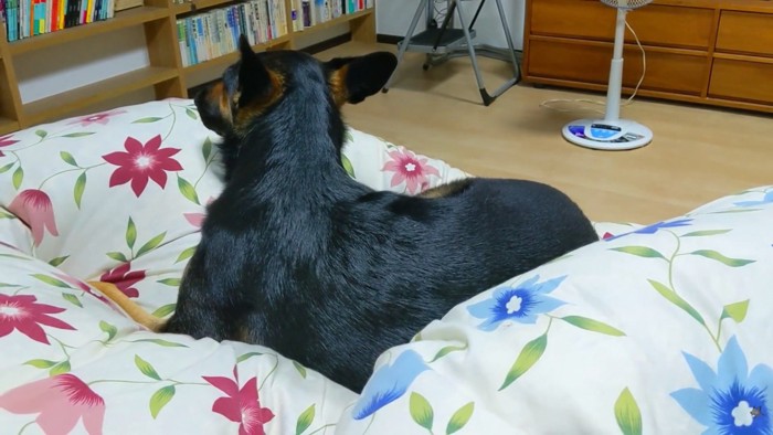 パパさんが呼んでも無視