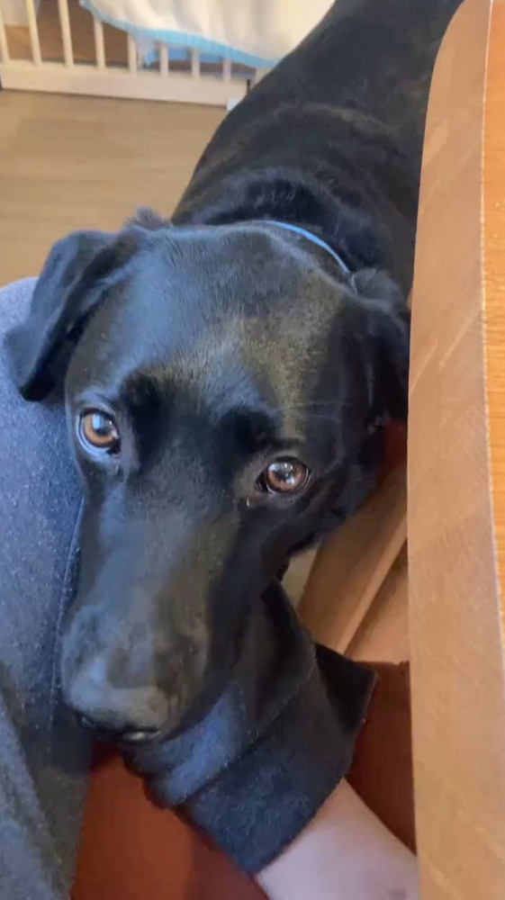 女性を上目使いに見上げる犬