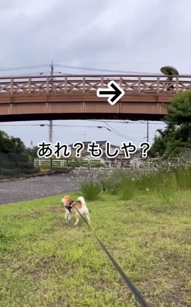 橋の下にいる犬