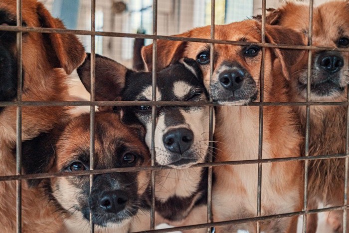 シェルターにいる犬たち