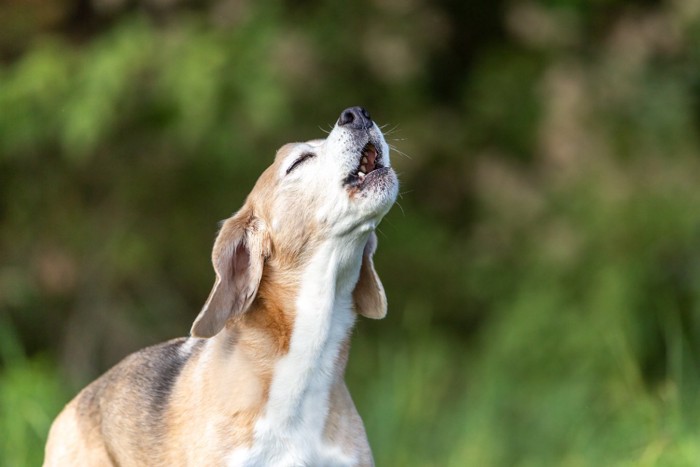 遠吠えする犬