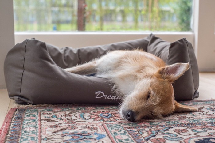 犬用ベッドからはみ出して寝る犬