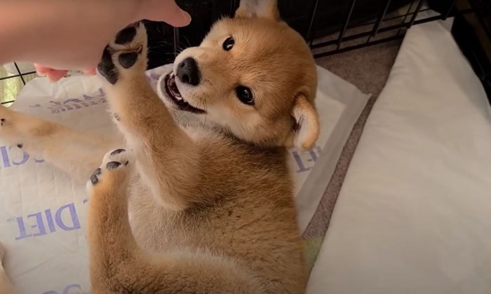 手にじゃれつく子犬