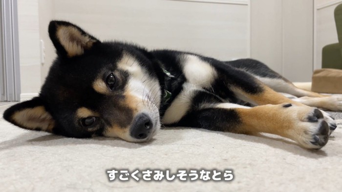 哀愁漂う姿が切ない