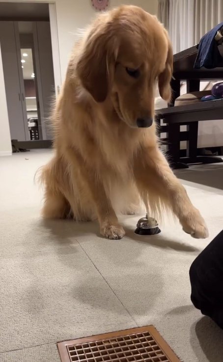 足元にあるベルを押そうとする大型犬