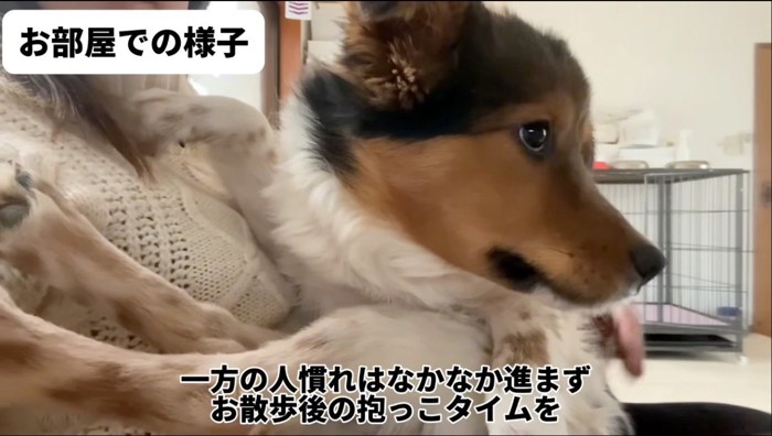 女性に抱っこをされて顔を背ける犬