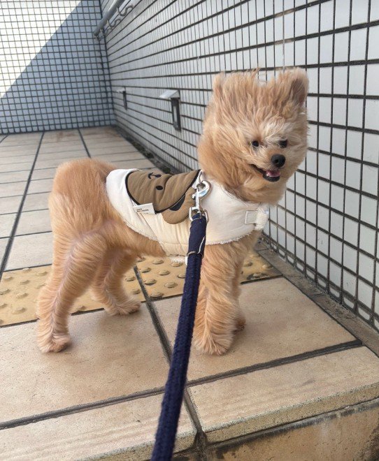 強風のせいで面白い姿に!
