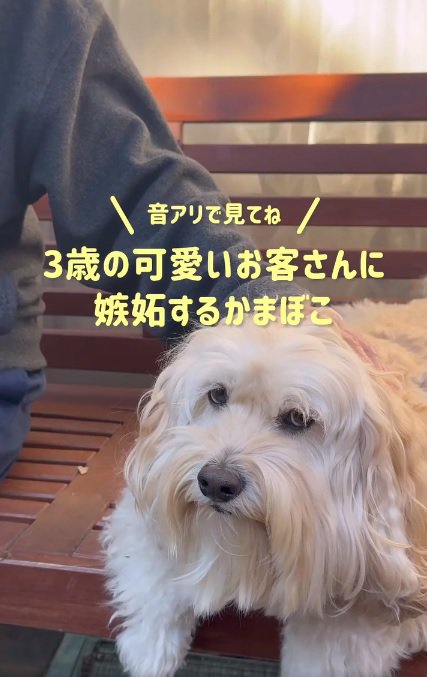 不機嫌そうなかまぼこくん