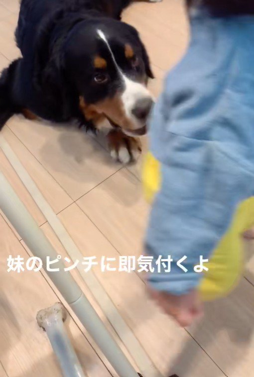 女の子を見守るダンロくん9