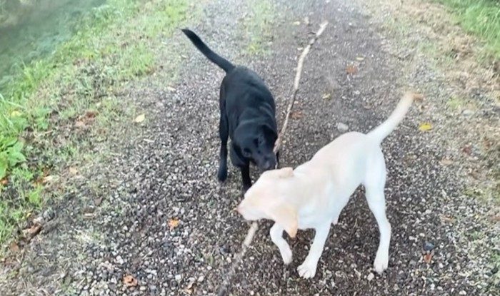 散歩している2匹の犬