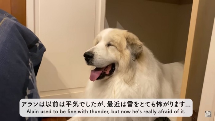 雷を怖がるようになったアランくん