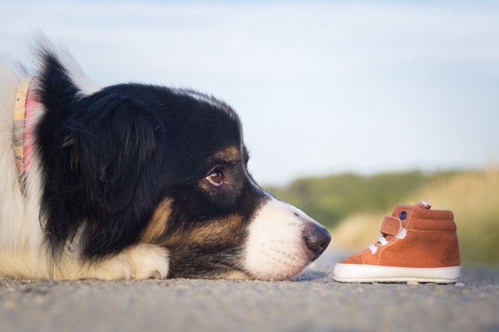 犬の横顔のアップと片方の靴