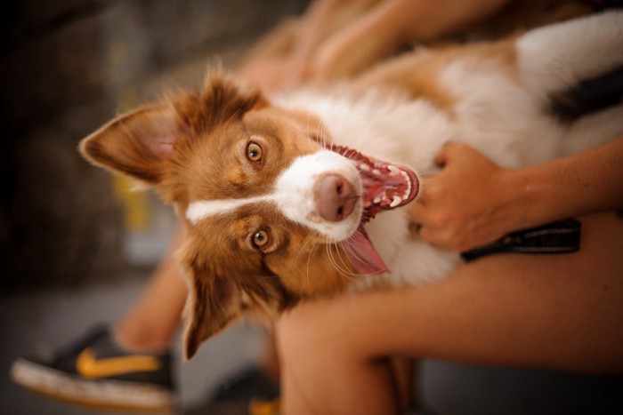 膝の上で笑う犬