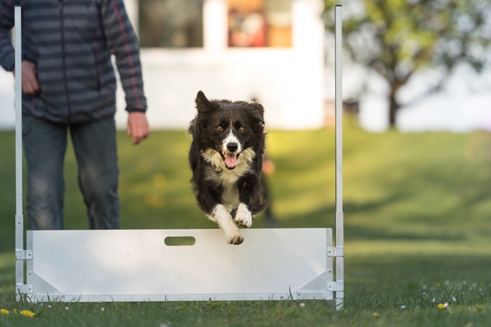 障害物を飛ぶ犬