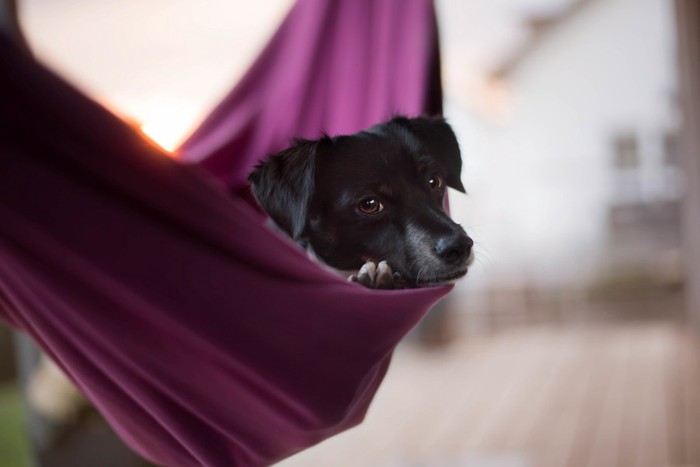 ハンモックでくつろぐ犬